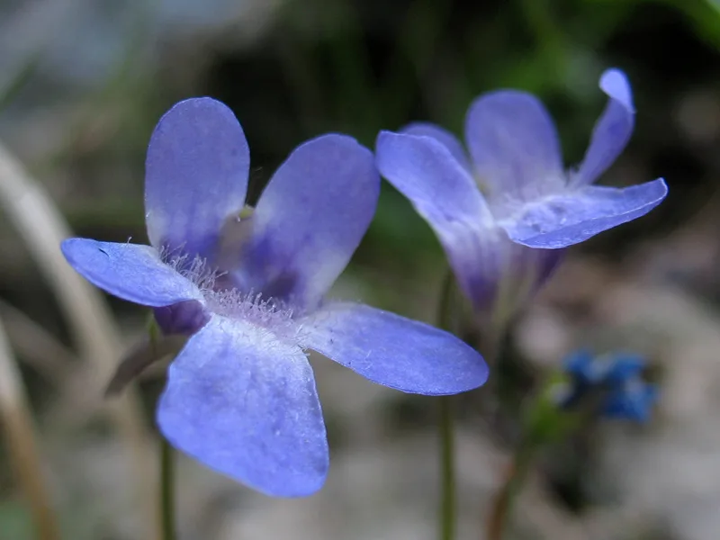 Pinguicula vallis-regiae
