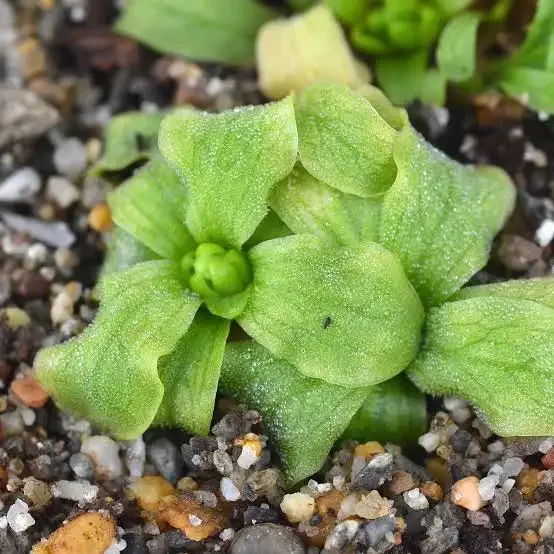 Pinguicula fiorii